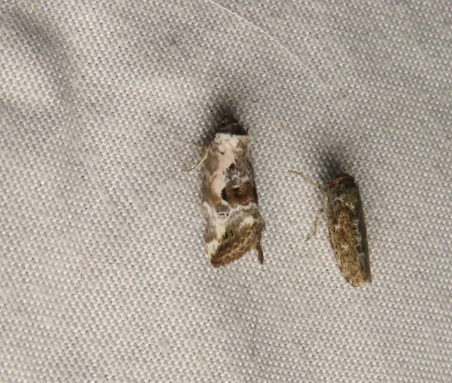 Hapalotis venustula - rózsaszínű mázasbagoly