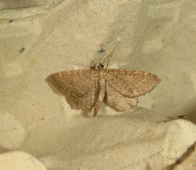 levélsodró araszoló - Philereme vetulata