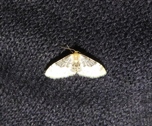 Idaea filicata - sötéttövű apróaraszoló