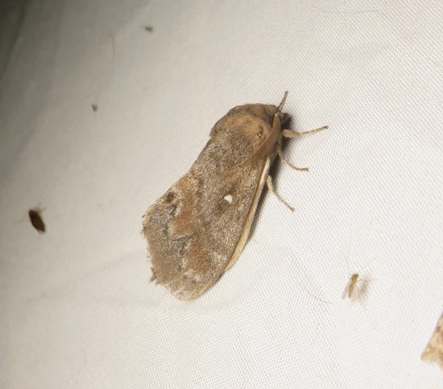 Dendrolimus pini - fenyőpohók
