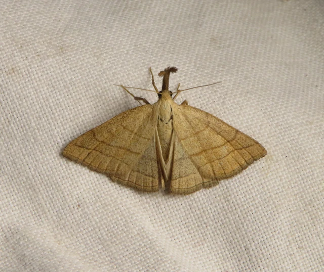 Polypogon tentacularia - sötétaljú karcsúbagoly