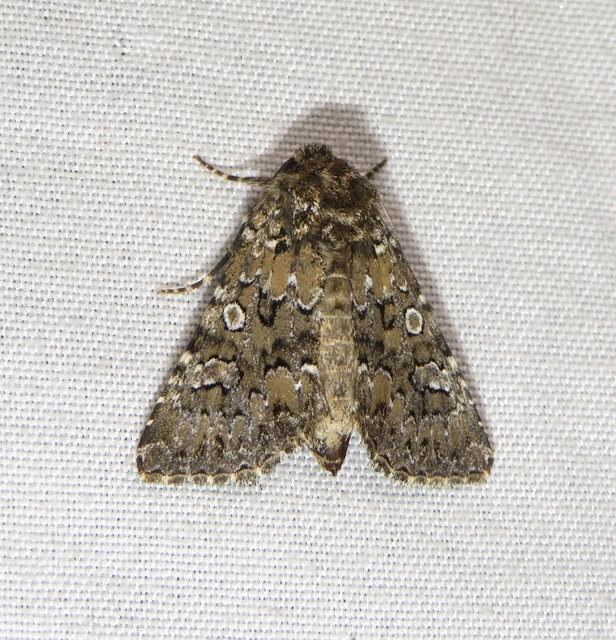 fehérmintás szegfűbagoly - Hadena magnolii