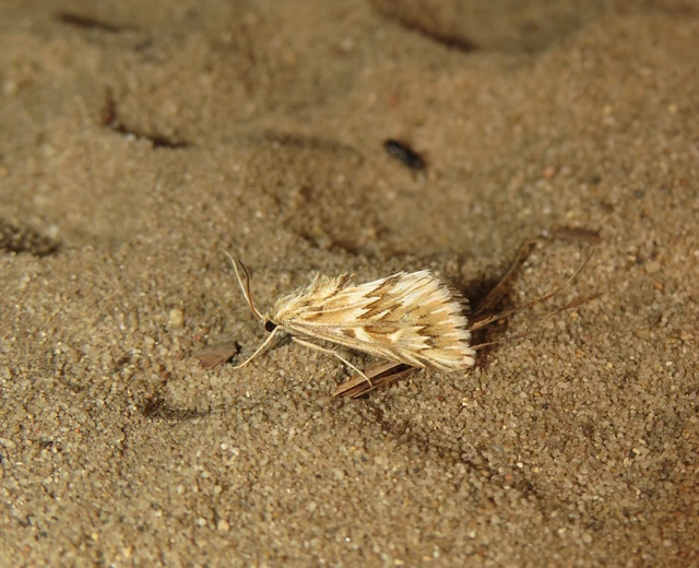 Cynaeda dentalis - gyakori ciframoly