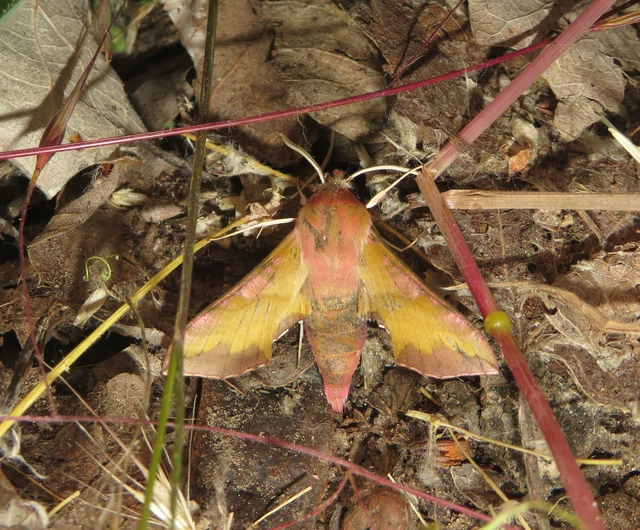 Deilephila porcellus - piros szender