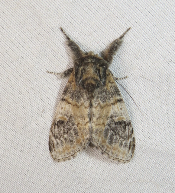 tarajos púposszövő - Notodonta tritophus