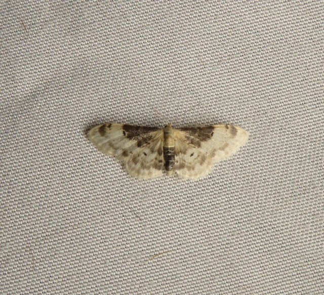 Idaea filicata - sötéttövű apróaraszoló
