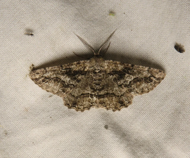 Synopsia sociaria - ürömaraszoló