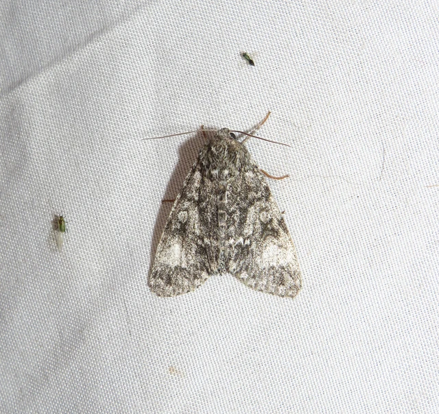 Acronicta megacephala - nagyfejű szigonyosbagoly