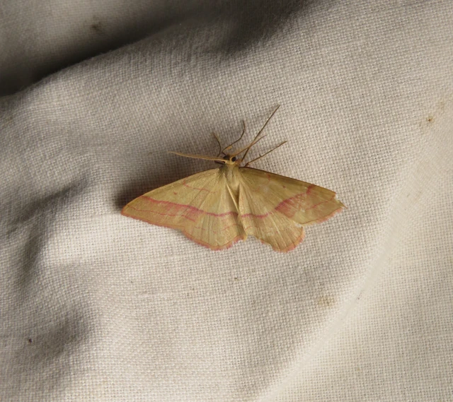 Rhodostrophia vibicaria - pirosszélű araszoló