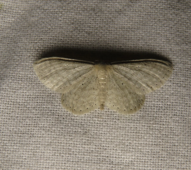 Idaea sylvestraria - szürke sávosaraszoló