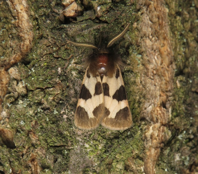 tarka medvelepke - Watsonarctia deserta