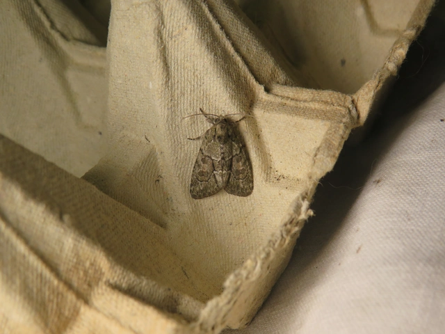 Cryphia fraudatricula - homoki zuzmóbagoly