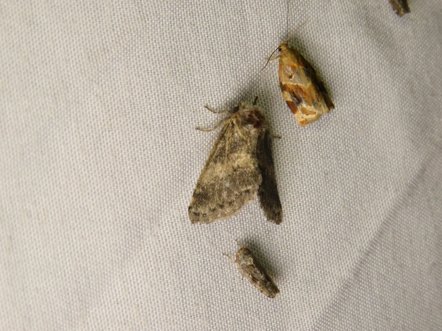 Gluphisia crenata - kormos púposszövő