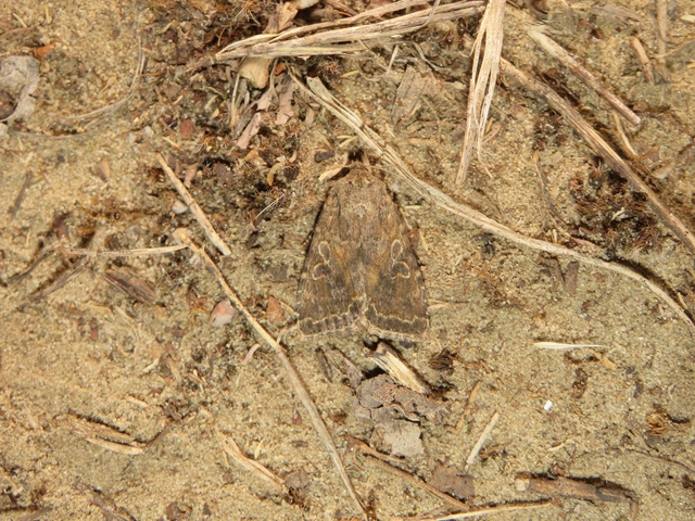 Apterogenum ypsillon - ipszilon-erdeibagoly