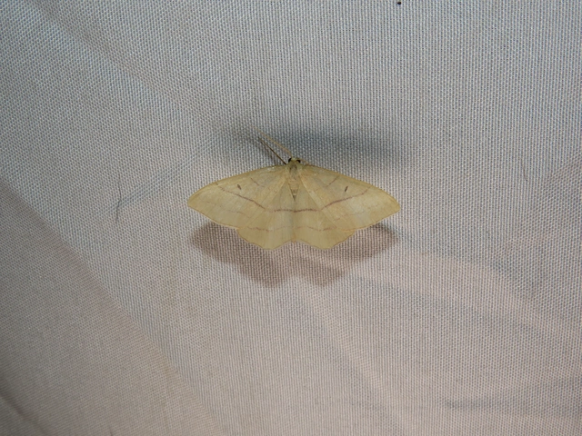 Rhodostrophia vibicaria - pirosszélű araszoló