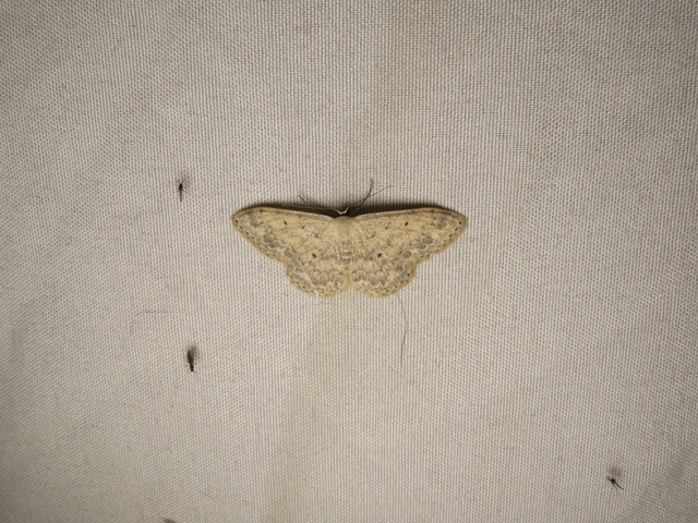 Scopula marginepunctata - pettyes sávosaraszoló