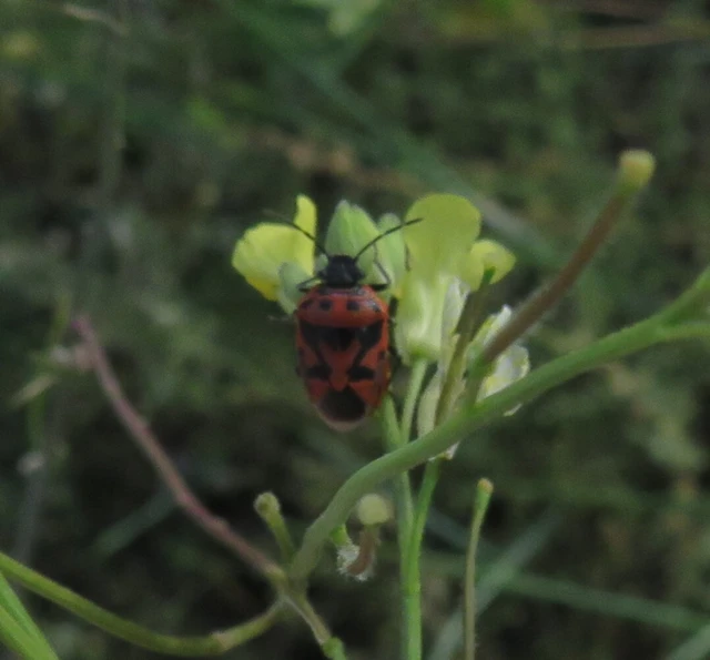 díszespoloska - Eurydema ornata