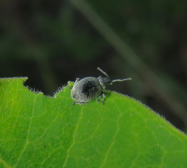 Peritelus familiaris - nagy kendermagbogár