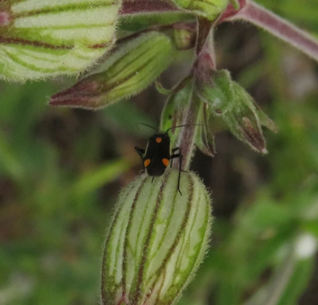 szőrös mezeipoloska - Capsodes gothicus