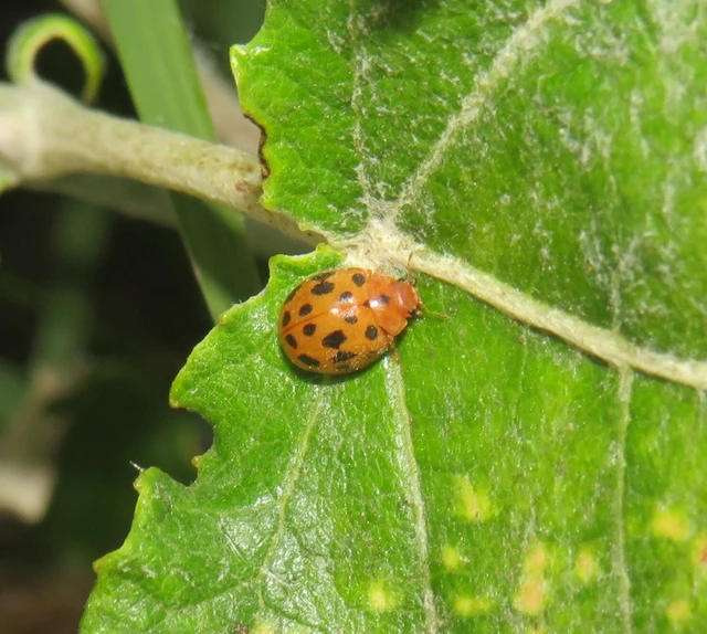 lucernaböde - Subcoccinella vigintiquatuorpunctata