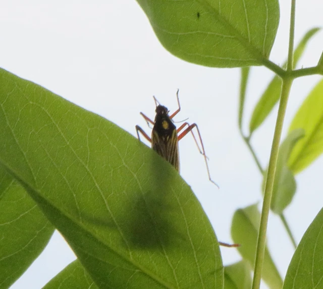 sávos mezeipoloska - Miris striatus