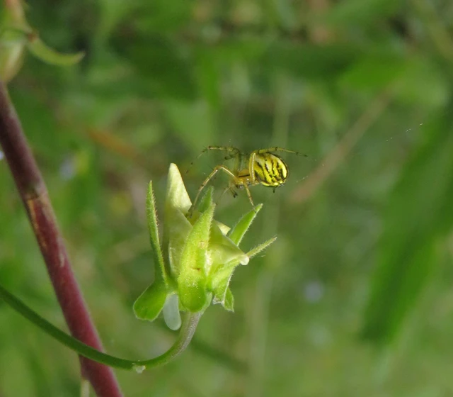 Mangora acalypha - réti keresztespók