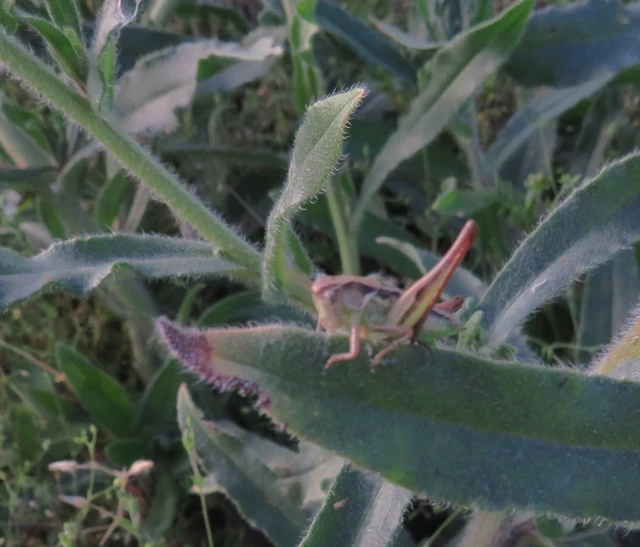 Platycleis