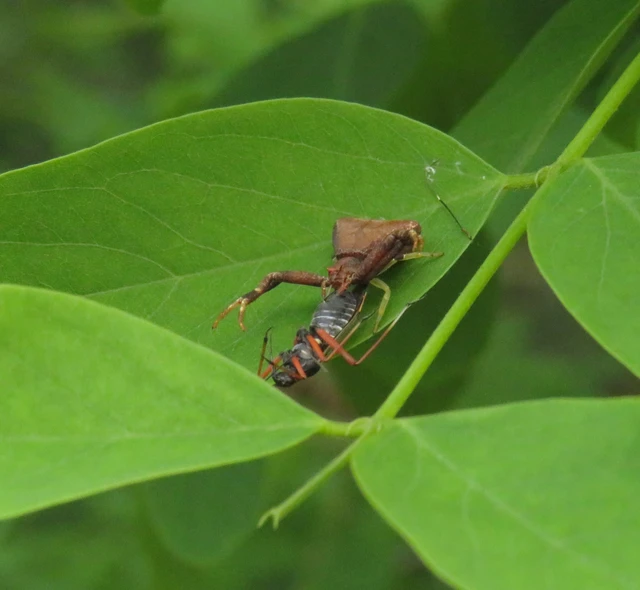 Pistius truncatus - csonka karolópók