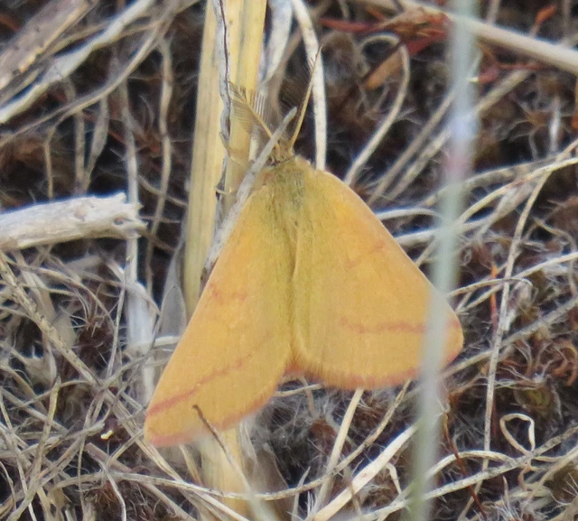 Lythria purpuraria - bíborsávos araszoló