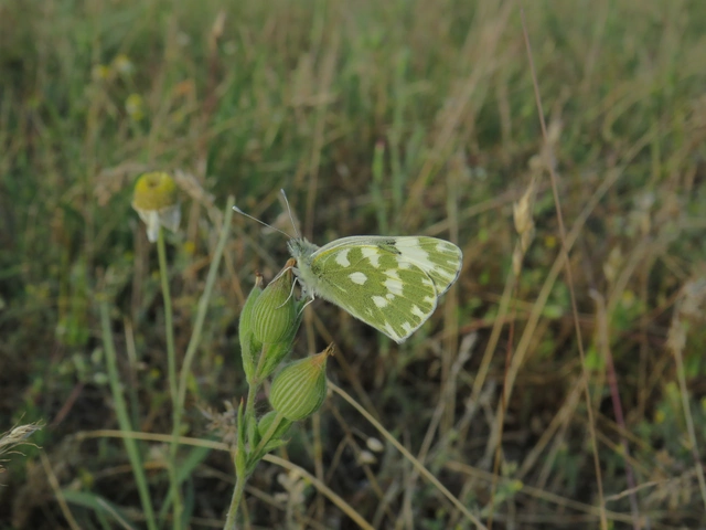 rezedalepke - Pontia edusa