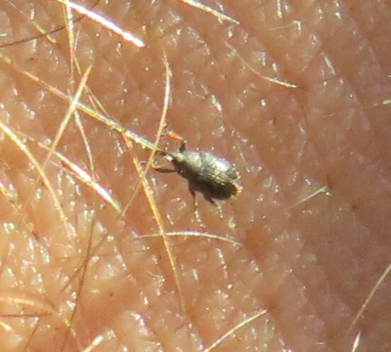 piroslábszárú veronikaormányos - Gymnetron rostellum