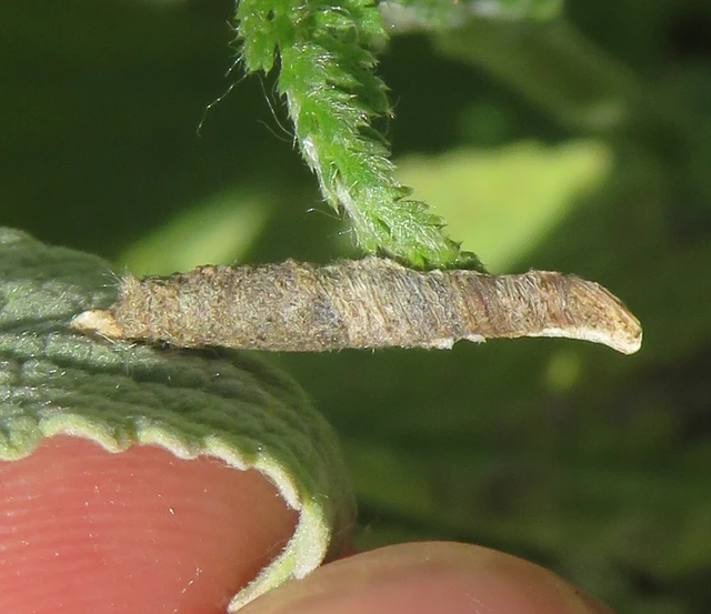 Coleophora