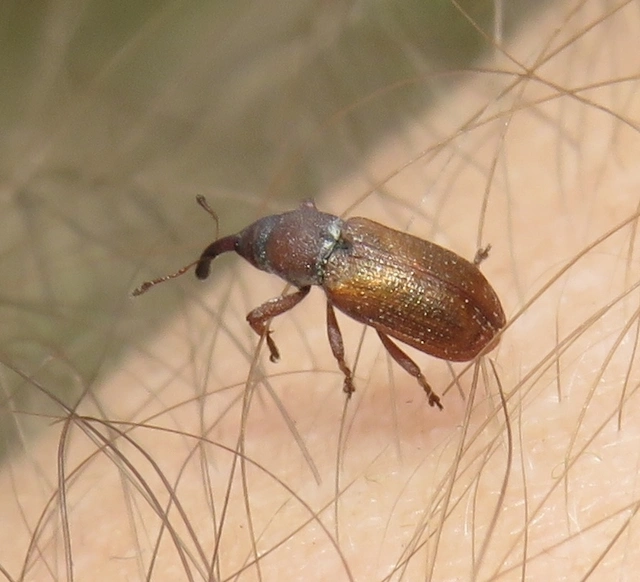 barnásvörös magdolnaormányos - Magdalis rufa