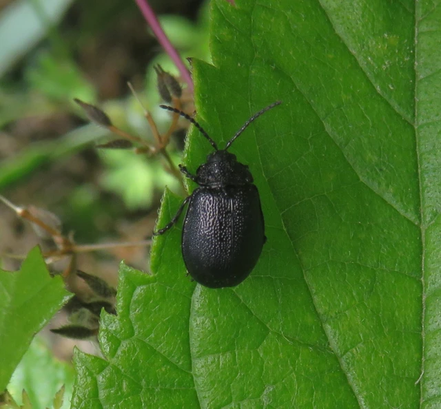 fekete olajosbogár - Galeruca tanaceti
