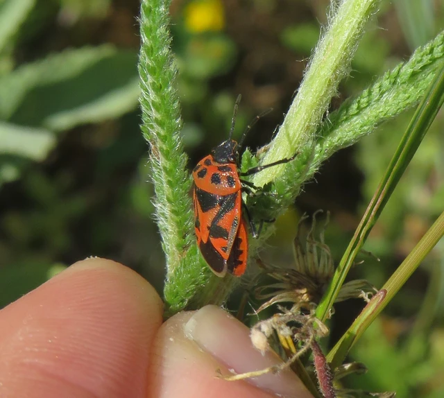 Eurydema ornata - díszespoloska Eurydema ornata - díszespoloska