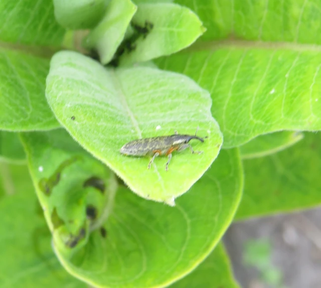 Lixus cardui/filiformis