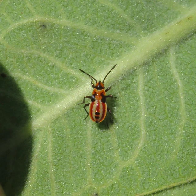 Lygaeidae - valódi bodobácsok