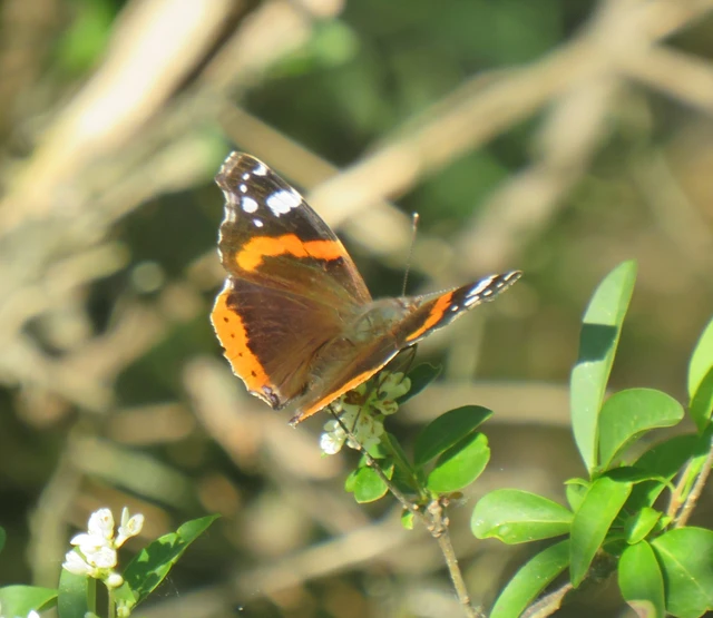 atalantalepke - Vanessa atalanta