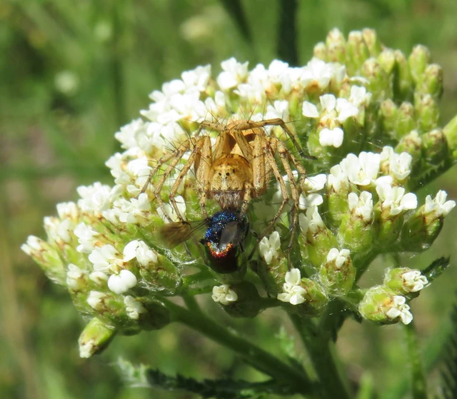 Oxyopes heterophthalmus - homoki hiúzpók