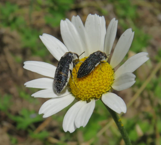 homoki zömökdíszbogár - Acmaeoderella mimonti