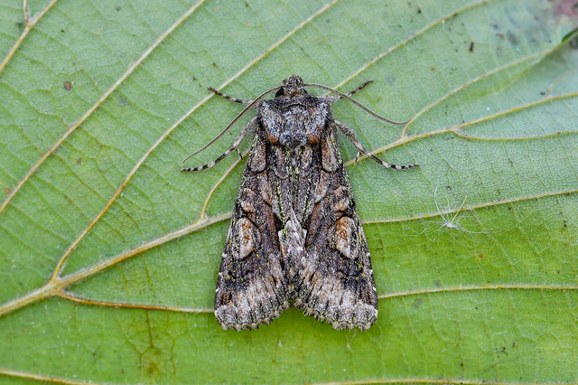 Allophyes oxyacanthae - galagonyabagoly