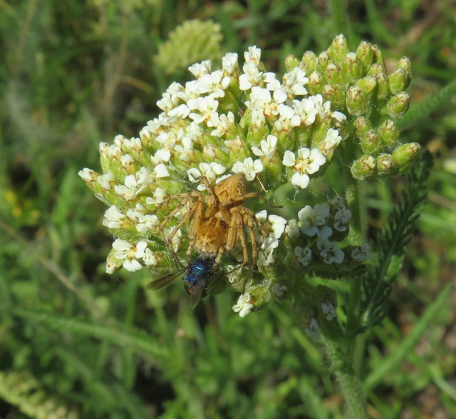 Oxyopes heterophthalmus - homoki hiúzpók