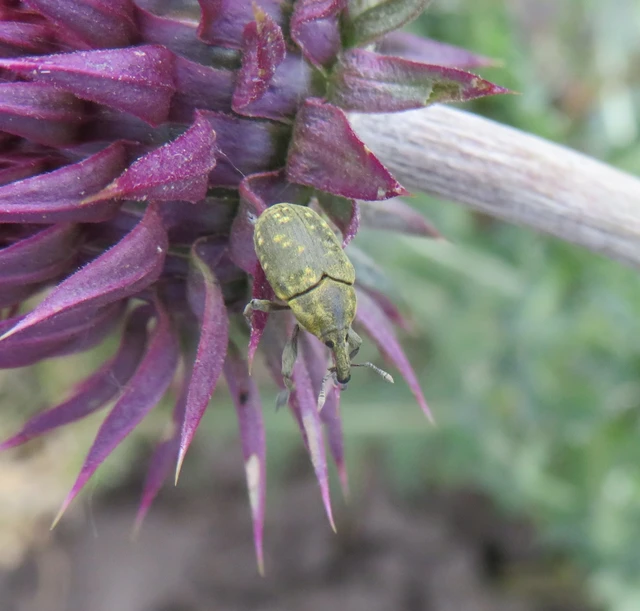 Larinus