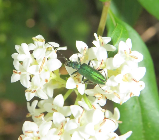 aranyos álcincér - Chrysanthia viridissima