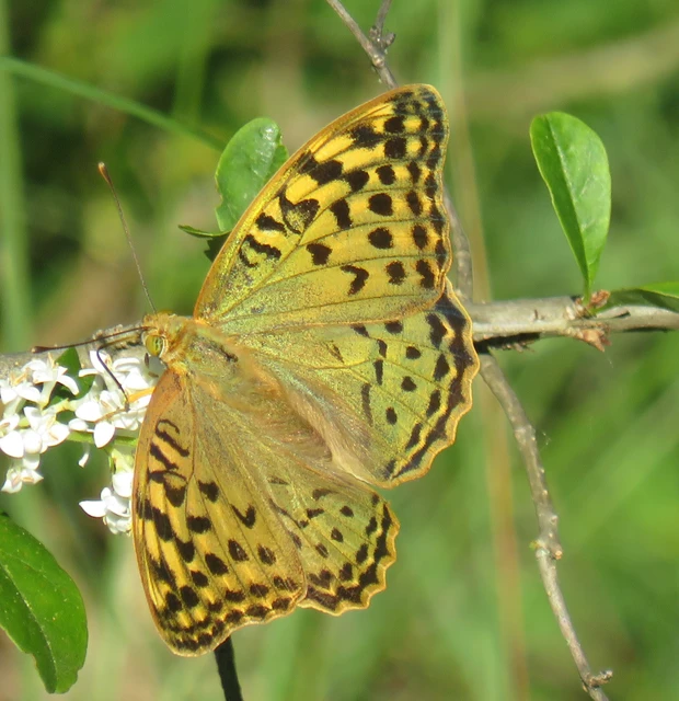 Argynnis pandora - zöldes gyöngyházlepke