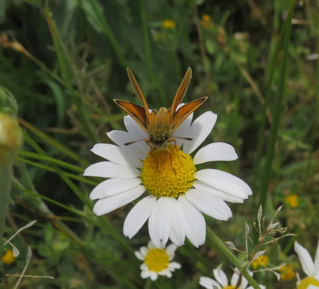 Thymelicus lineola - vonalas busalepke