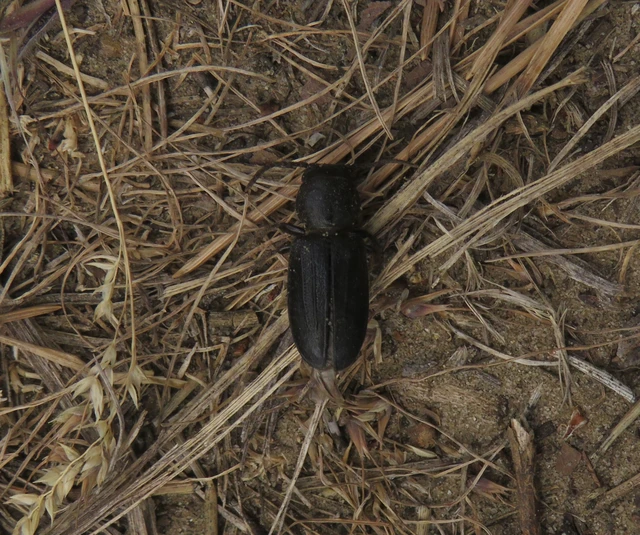 erdei félcincér - Spondylis buprestoides