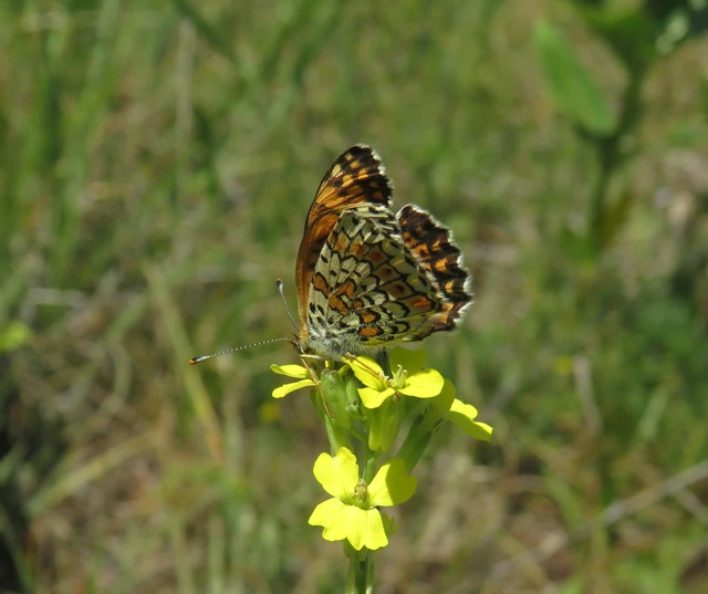 Melitaea cinxia - réti tarkalepke