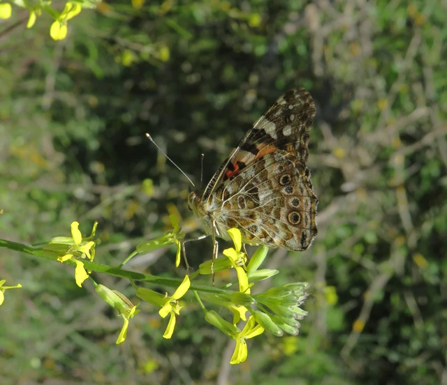 bogáncslepke - Vanessa cardui
