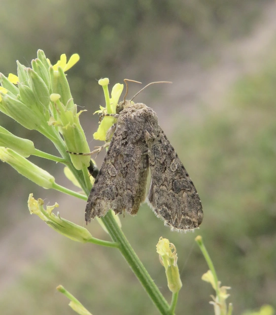 Hadula trifolii - lóherebagoly